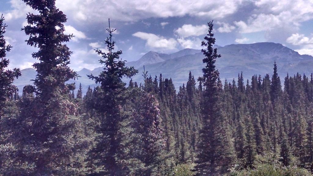 Denali'S Alaskan Spruce Cabins Хілі Екстер'єр фото